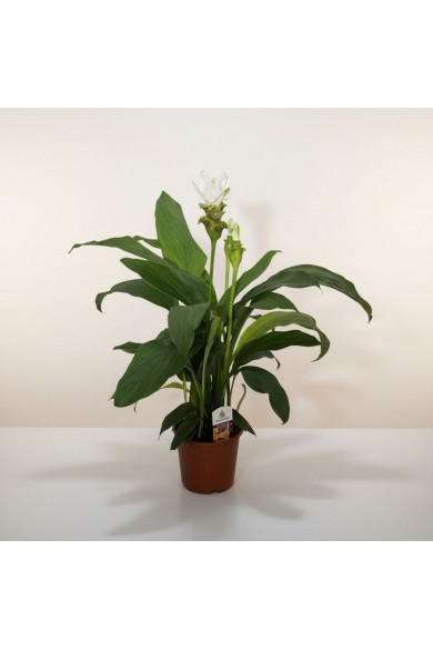 Curcuma Bitkisi
